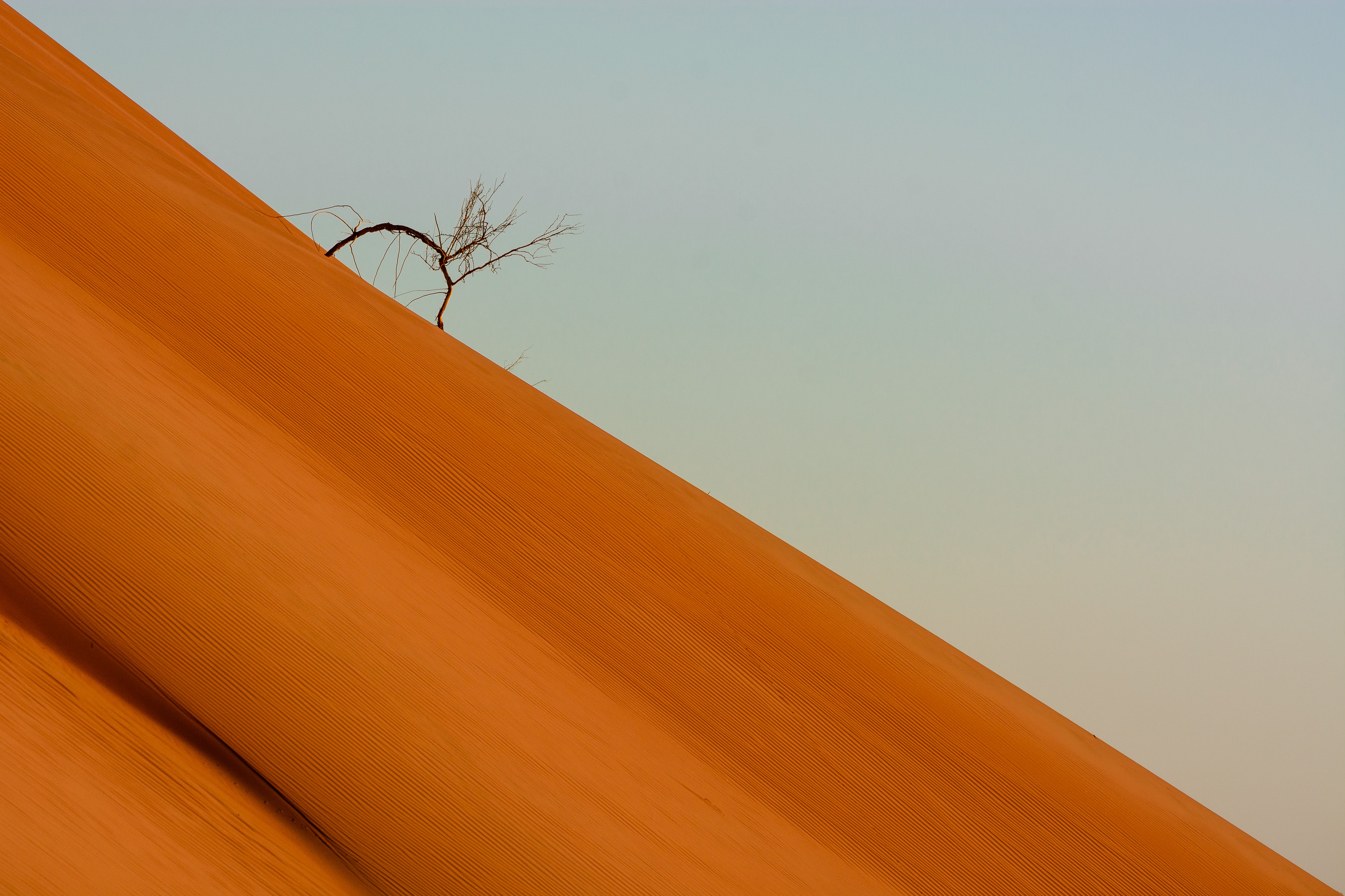 Eine orange Düne verläuft exakt von der linken oberen Bildecke zur rechten unteren Bildecke. Nach einem Drittel steht eine dürre Pflanze auf der Düne.