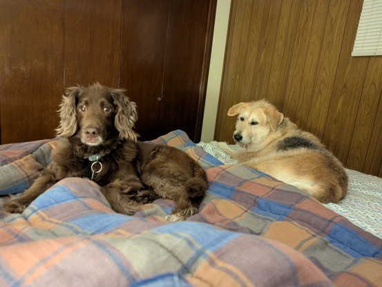 The two idiot dogs - not certain that they want to be on the same bed together 