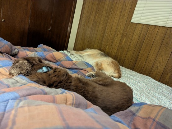 The two idiot dogs - after they decided that they would be ok on the same bed together 