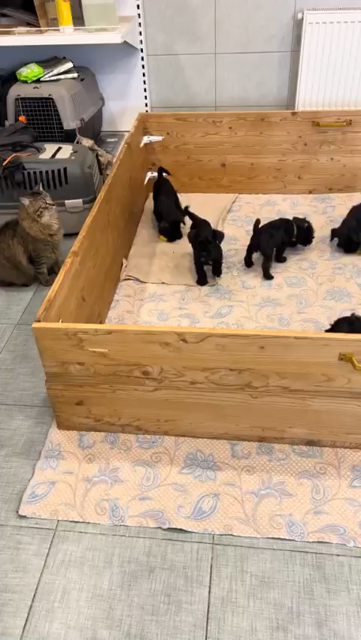 Spent up video of a fluffy cat jumping into a puppy containment box and being swarmed with seven uncontrollably happy and playful black puppers. The patient kitty plays with them, but try as she may, she can't get them calm down and eventually has to flee the box.