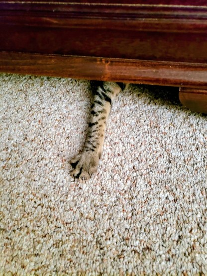 Photo of a cat's paws sticking out from underneath a dresser, ready to grab any unsuspecting toes within reach. Tread carefully!