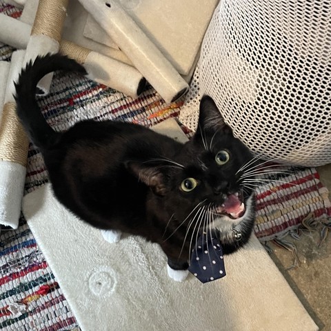 Photo of a tuxedo cat wearing a tiny polka dot tie on its collar while meowing at the camera. The kitty is standing on an unassembled cat tree and wants to know what's taking so long. Hurry up, human, this cat has important kitty stuff to do!