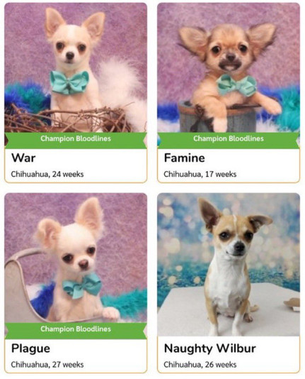 Four chihuahuas - presumably from a pet adoption site
From the top left, and clockwise:
War. Famine, Naughty Wilber, Plague. 
