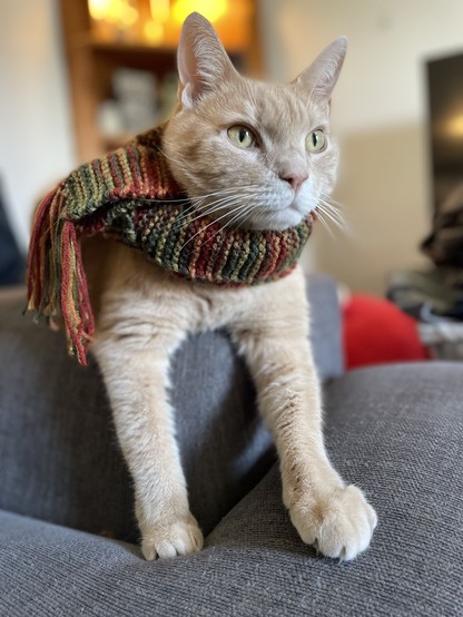 Photo of an orange cat on the armrest of a couch wearing a cat-sized crochet scarf. You can tell what the kitty is thinking... It's all ready to SCARF down some food.