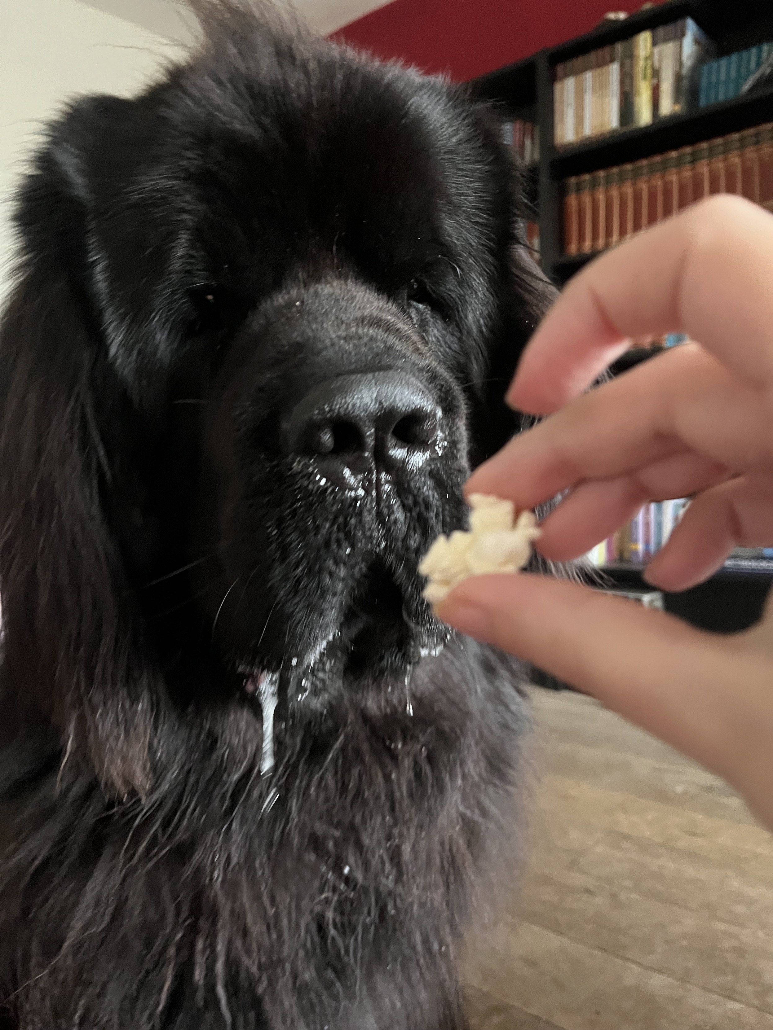 Odin the Newfie being shown a piece of popcorn, igniting the soul behind his stoic eyes with desire