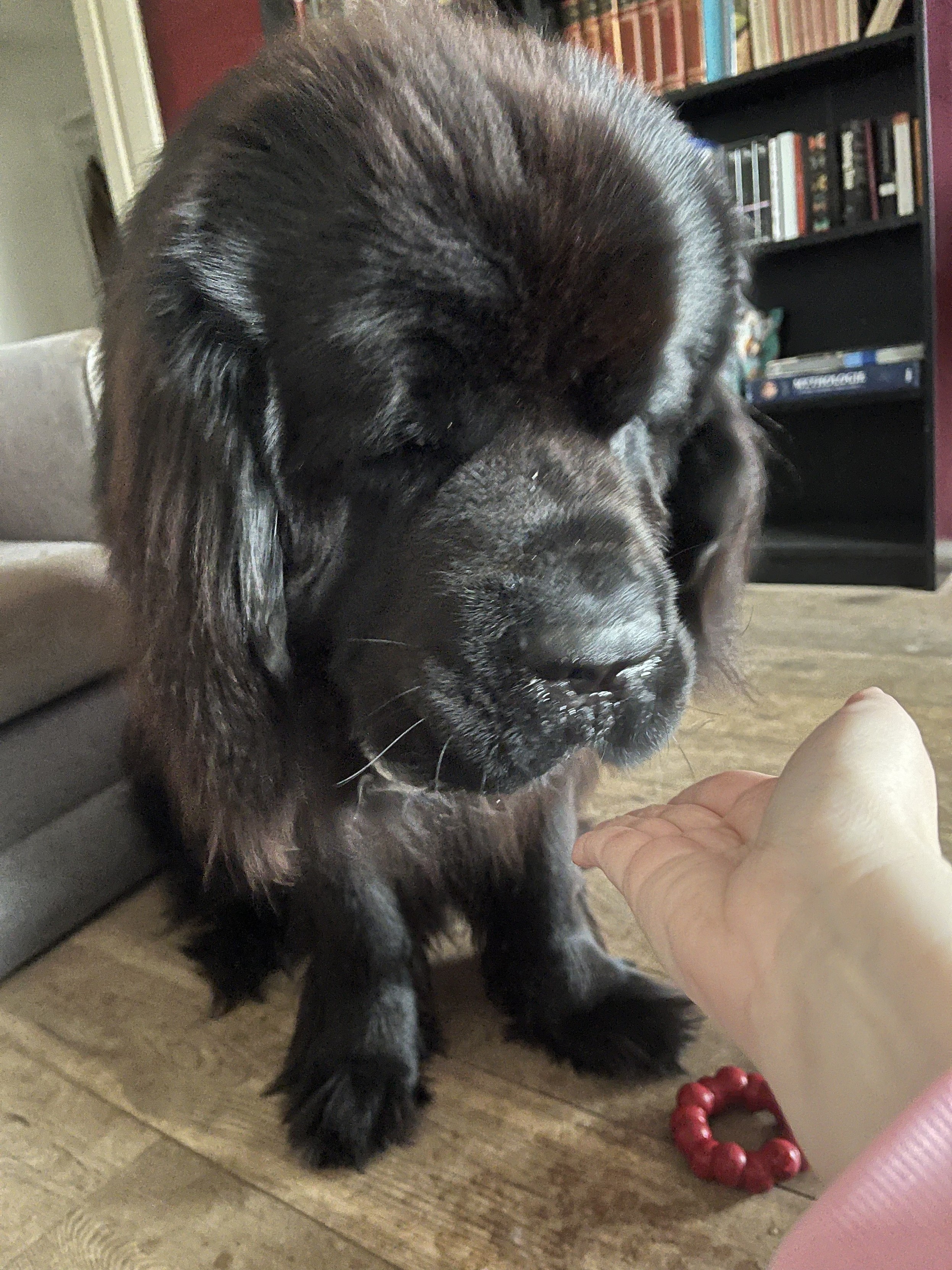 Odin contemplates my empty hand.