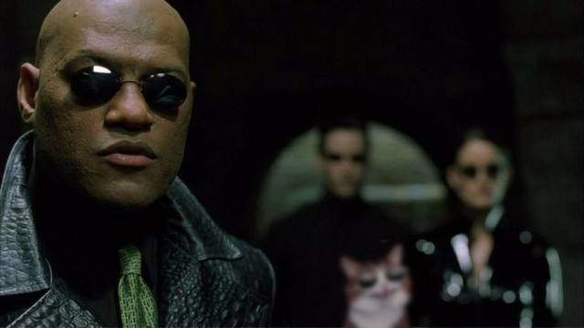 Scene from the Matrix showing Morpheus, Neo, and Trinity all wearing sunglasses and looking cool with Catte (aka Rexxie Cat) doing the same next to them.