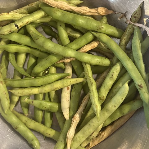 bean pods in a metal bowl