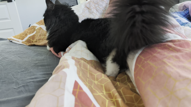 Tuxedo cat on bed with resting grumpy face turns and opens her mouth