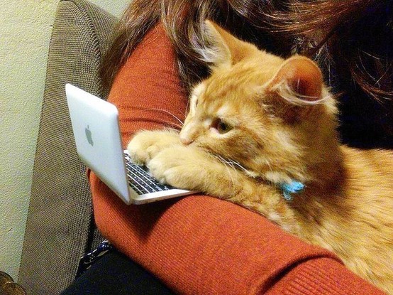 Photo of an orange cat being held with a tiny cat size laptop in front of it. The Tiddy Kitty's attention is squarely on the laptop as they think of more cat propaganda to post