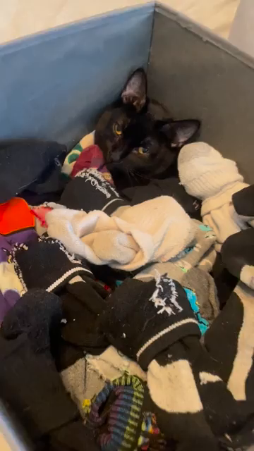 Cute video of a happy purring black cat who is snuggled under a pile of socks in the sock bin. 

Human: You helping?
Kitty: mrr
Human: Yes
Kitty: mew
Human: Are you one with the socks?
Kitty: *half blinks while purring*
Human: *zooms in* you just crying in there
Kitty: meow *rolls head to side*

Human: Do you want some more socks?
Kitty: Meow!
Human: Yeah? You want some more socks? *places socks around head*
Kitty: *purr purr*
Human: How's that?
Kitty: (happy) mew