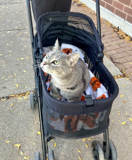Cat in a cat stroller on a walk, looking up, likely at birds in a nearby tree