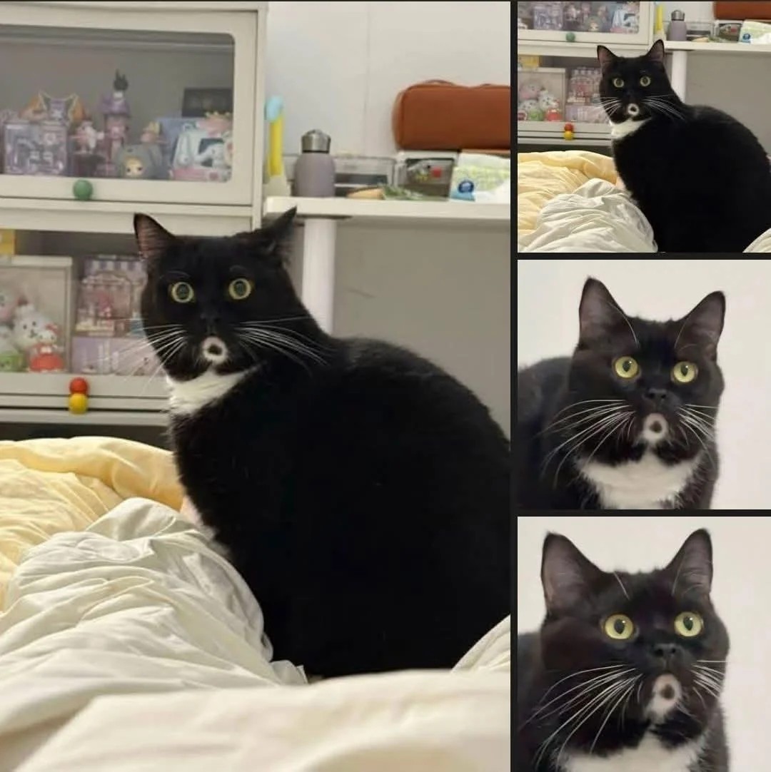Photo reel of a tuxedo cat with a white O shaped on the mouth/chin area making the kitty look forever shocked like its mouth is open in the shape of a small circle.