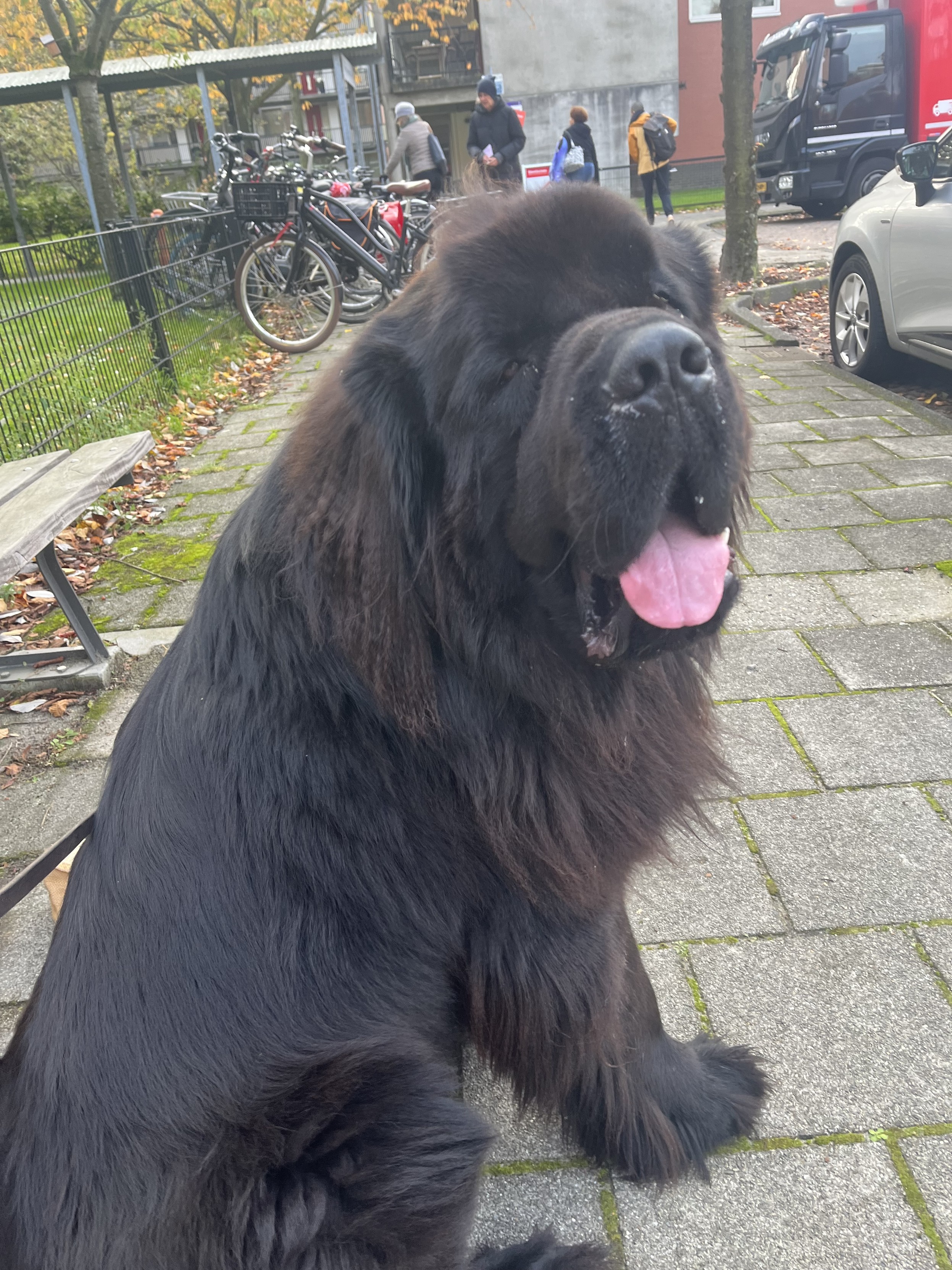 Odin the Newfie unflapped by his lack of franchise