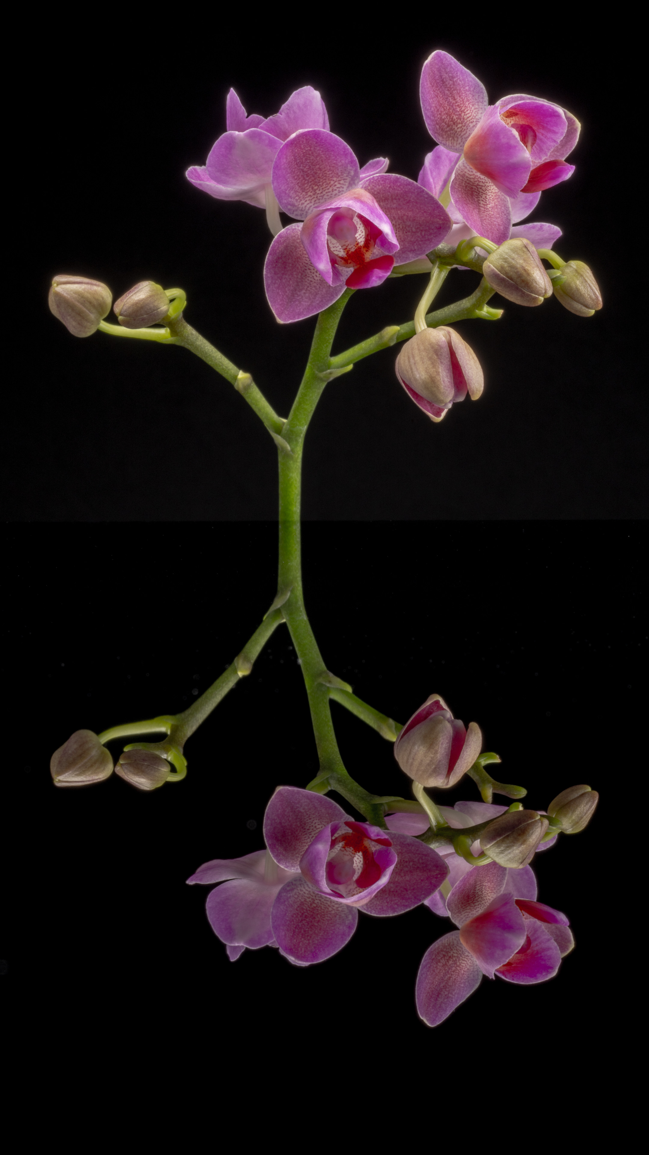 Sorry, no caption provided by author