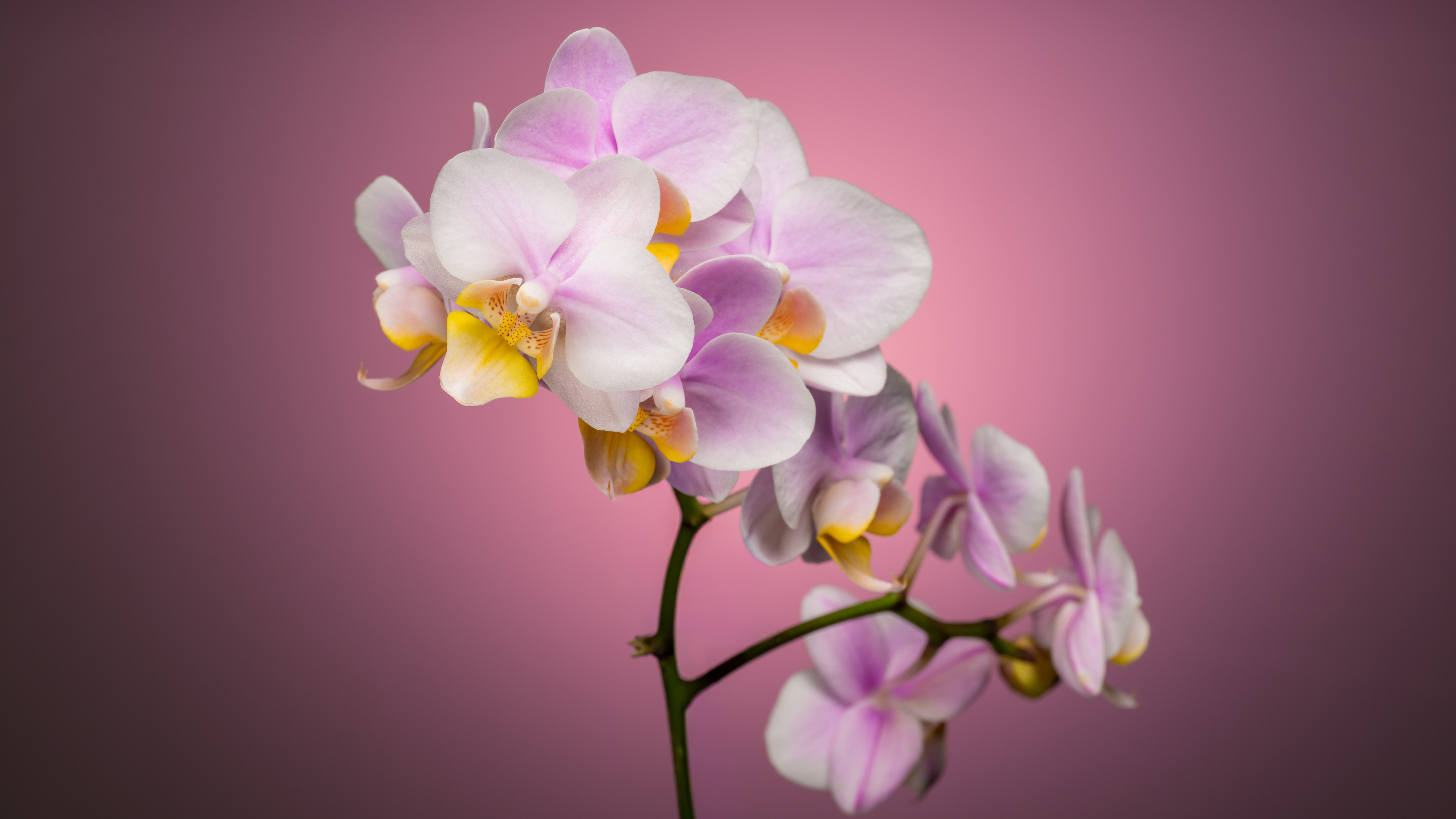 Sorry, no caption provided by author