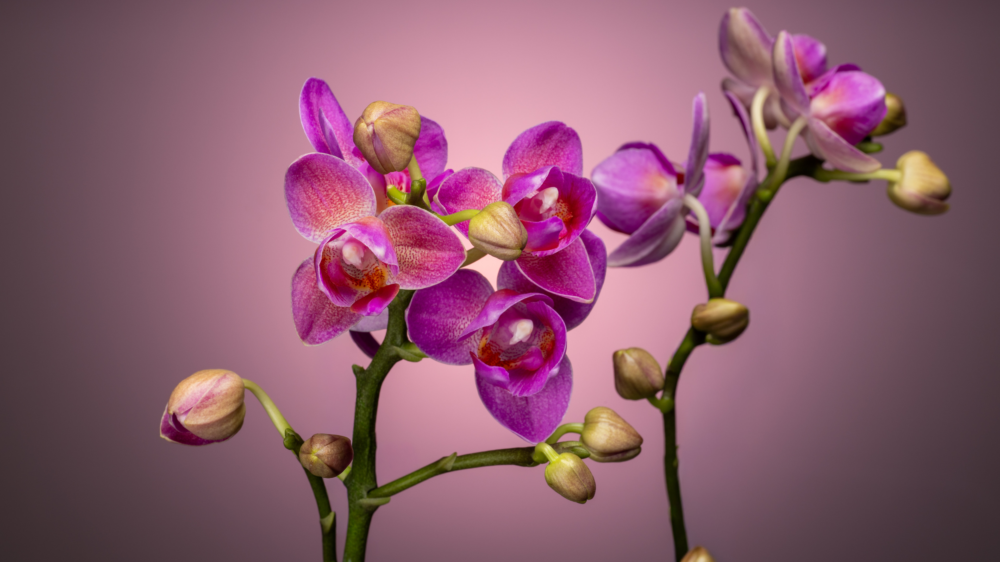 Sorry, no caption provided by author