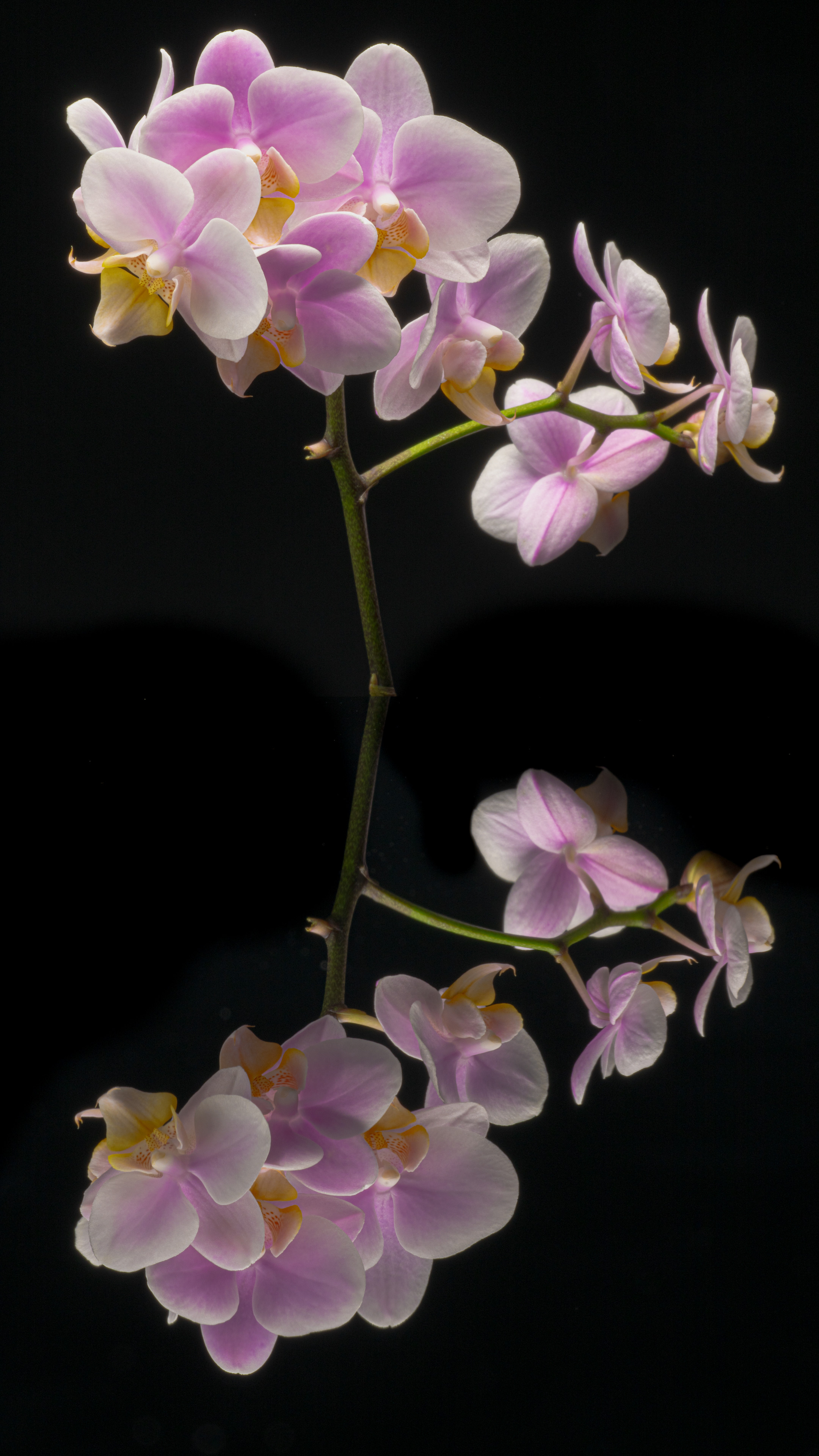 Sorry, no caption provided by author