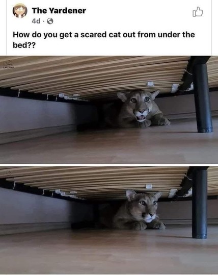 "How do you get a scared cat out from under the bed??"

Two photos of a young mountain lion hiding underneath a bed like a kitty.