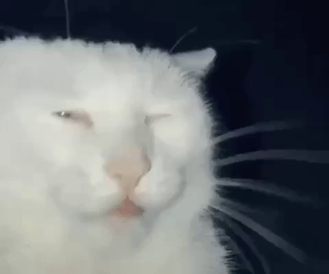 Consider of a white cat with its eyes barely open. The kitty licks its lips some before falling asleep sitting up.