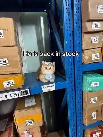 Photo of a fluffy orange kitten wearing a bid and loafing on a warehouse shelf while sporting a price sticker on his head.

Caption says: He's back in stock