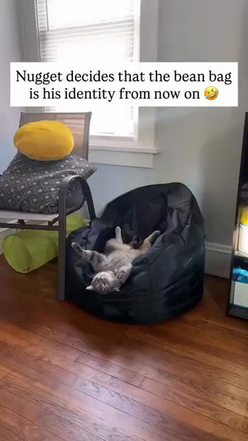 Nugget decides that the bean bag is his identity from now on. 

Video of a cat sprawled out upsidedown on a bean bag just chillin' and living the comfy life. Human filming is saying, "Nugget, whatcha doing bud? Whatcha doing, silly boy? Is there a singular thought behind those eyes?"