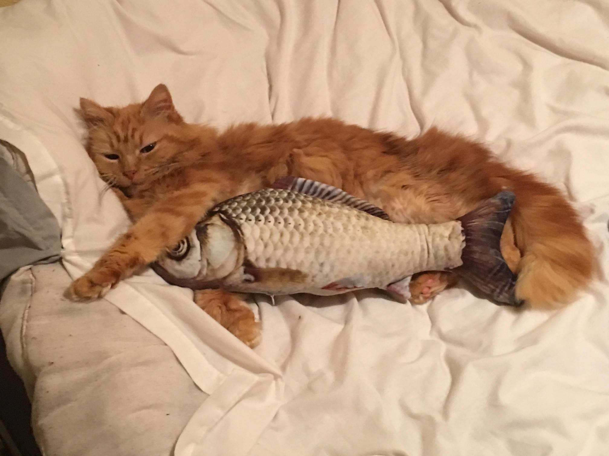 Photo of a fluffy orange cat, half asleep laying down, and cuddled next to its stuffed fish toy.