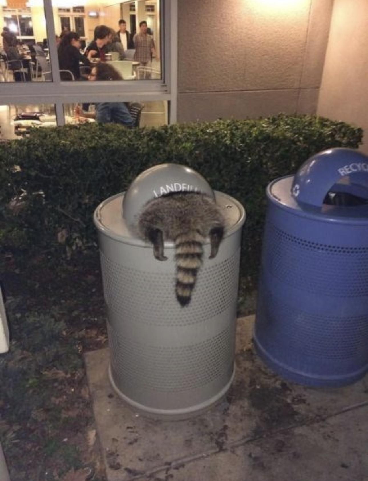 Photo of a raccoon that's half in a trash can in front of a cafeteria. The little trash kitty is looking for snacks, but all you can see is the raccoon's back end sticking out.