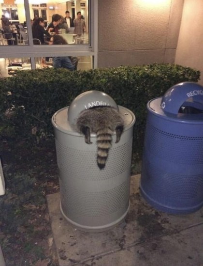 Photo of a raccoon that's half in a trash can in front of a cafeteria. The little trash kitty is looking for snacks, but all you can see is the raccoon's back end sticking out.