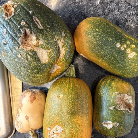 squash covered with bite marks