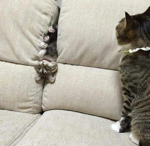 Photo of a mama cat sitting on a couch next to her kitten who has wiggled in between the back cushions. The kitten's head an four paws are sticking out as it hangs there upside down while contemplating the meaning of life.