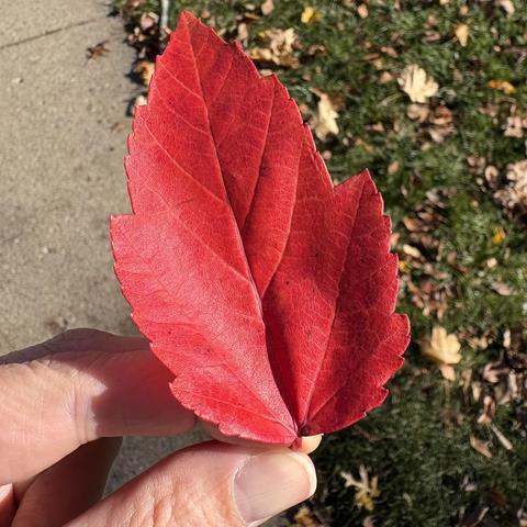 magenta red leaf