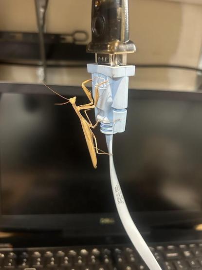 Photo of what looks like a VGA to VGA extender cord in front of a computer with a praying mantis hanging out on the cord.