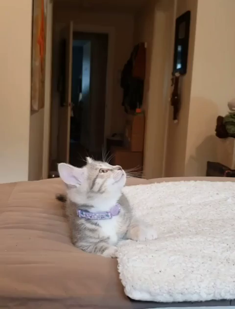 Video of a kitten tracking and chirping in excitement at a fly on the ceiling the kitty wants to get.