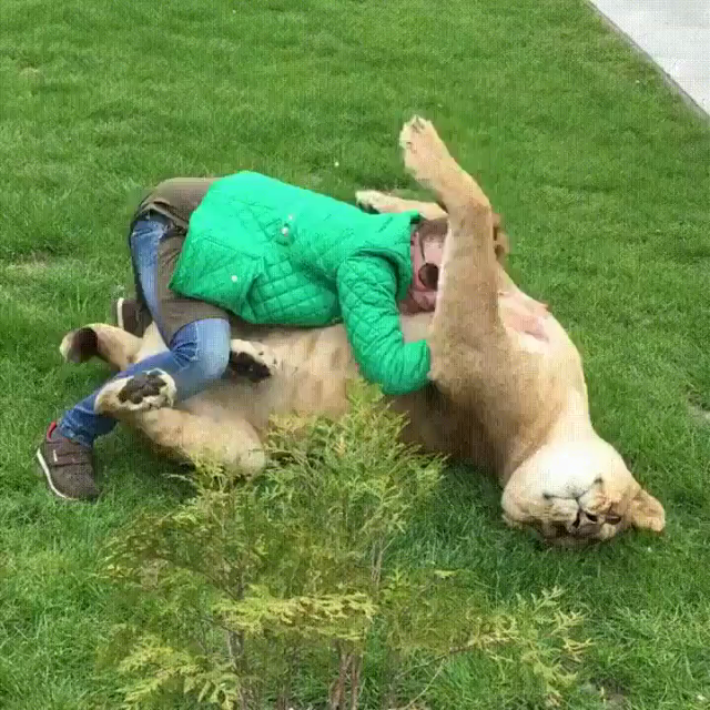 Video of a keeper at a big cat sanctuary giving full body belly rubs and face rubs snuggles to a lioness laying on her back in the grass. The big dangerous kitty is loving the attention and watching this does NOT help my urge to want to pet all the big kitties out there.