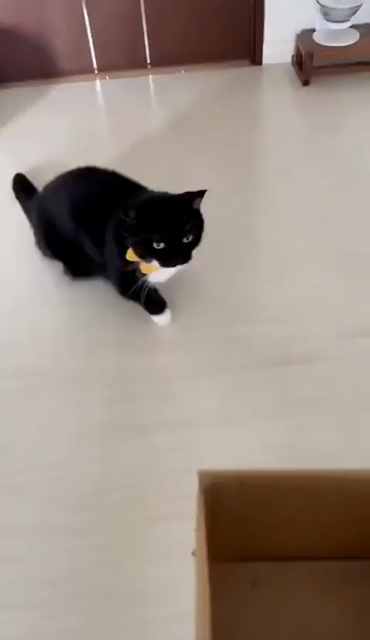 Video of Uni the munchkin tuxedo cat approaching then laying in a rectangular (cat-sized) box, then falling asleep with just the head poking out. One cute part about this kitty is that the black & white fur perfectly outlines the iconic mouth curve of a cat :3