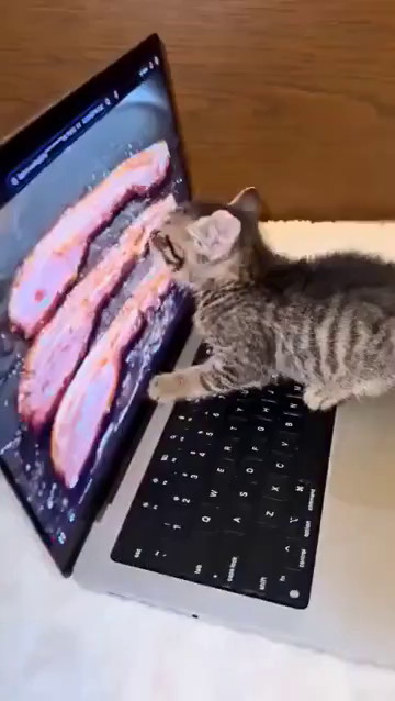 Video of a kitten eerily licking the laptop screen showing a video of some bacon cooking.