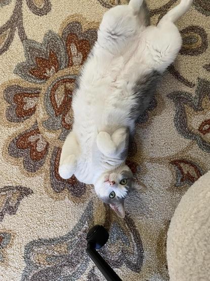 Photo of a cat laying on its back beside an office chair on a rug while looking up at the camera. The iconic seal pose with paws curled and fluffy belly exposed invites the unsuspecting hand.