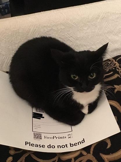 Photo of a tuxedo cat loafing on and bending an envelope that specifically says "Please do not bend".