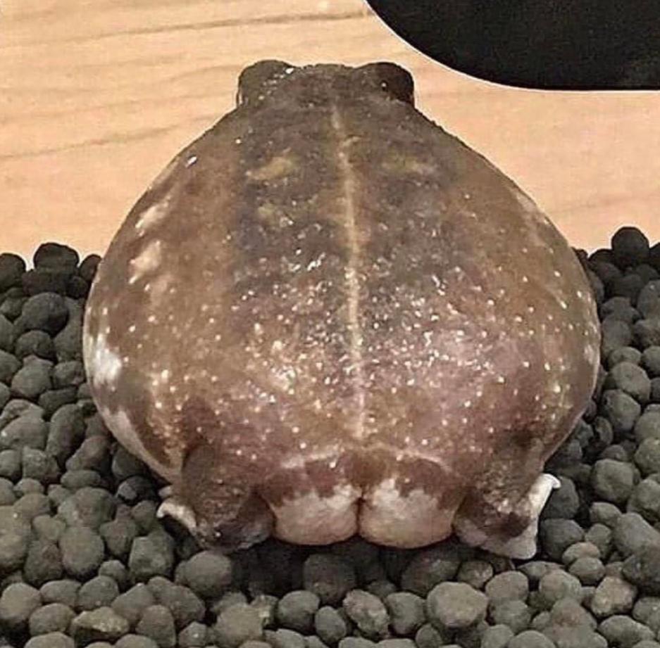 a rain frog sitting on gravel from behind, it's tiny butt cheeks pronounced
