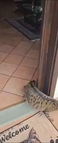 Video of a chunky cat sneaking then running outside to a gap in wall on a porch, only to get stuck trying lunge through it because the kitty it too wide. The cat gives up and looks at the person filming, probably blaming the human somehow.