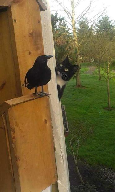 Photo of a tuxedo cat peeking around a corner at a crow perched on the side of a house, right next to it.