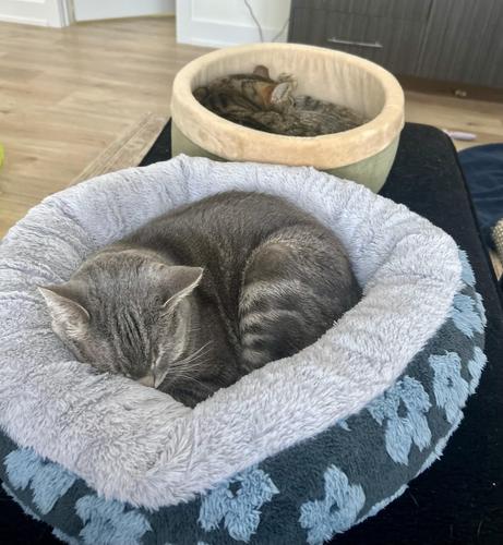 Two cats, each in their own soft round heated bed 