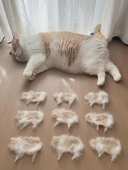 Photo of a fluffy cat laying on its side by a window. On the floor next to the chunky kitty are nine cat-shaped hair wads made from the brushed off fuzz. The cloning process was a success!