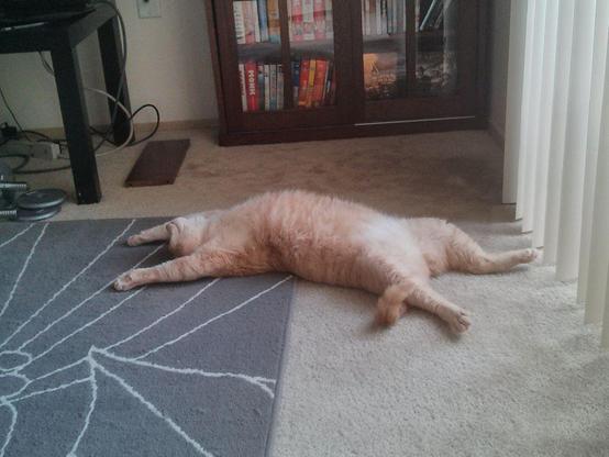 Photo of a fluffy orange cat stretched out and laying on its back sound asleep on the carpet by a sliding glass door.