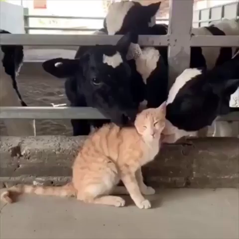 Video of an orange cat sitting by the cow pen while several young cows lick the kitty. Cat seems enjoy the tongue bath from the calfs. It's like a car wash for felines.