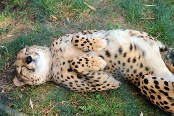 Photo of a cheetah laying on its back asleep, while showing its fluffy belly as it sports the iconic cat paws resting position.
