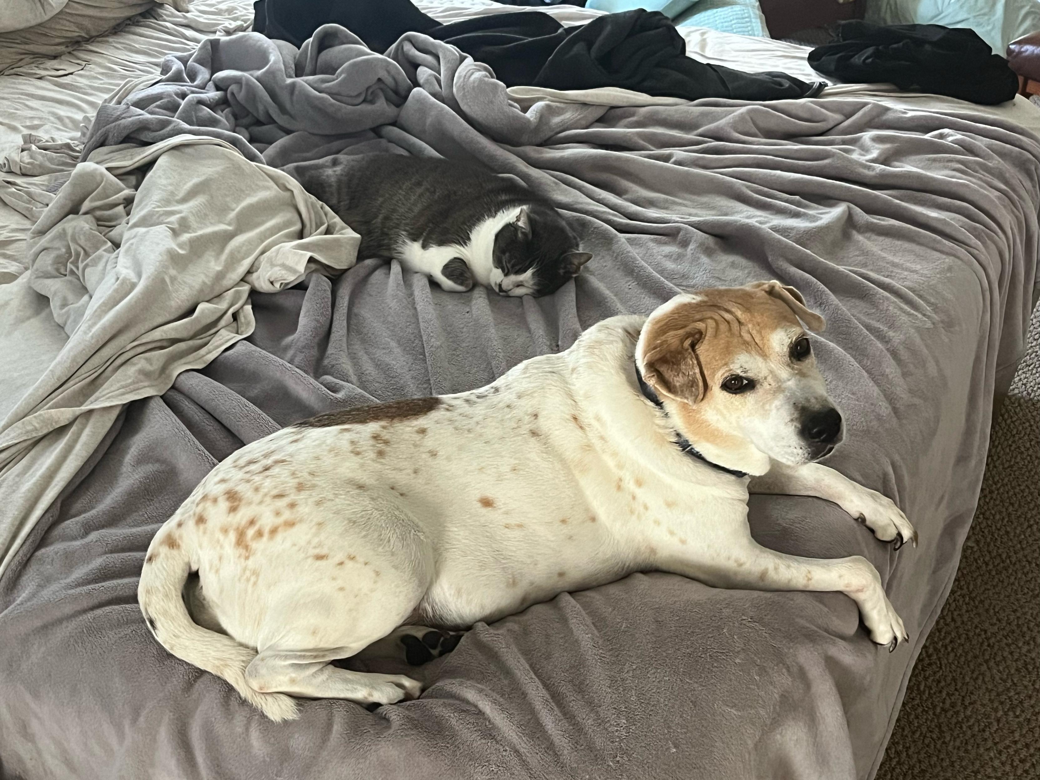 White and brown beagle mix and grey and white cat lying on an unmade bed. The dog is looking towards the camera and the cat is asleep.