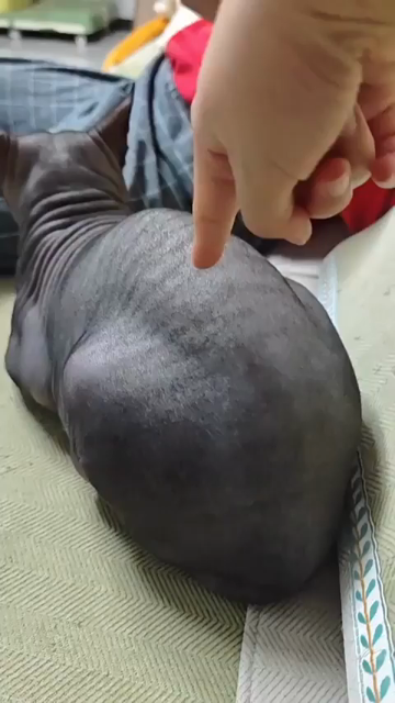 Video of a hairless cat loafing on a chair when someone tough its back with one finger. The kitty, finding this somewhat ticklish, crinkles up its skin in response. So many creases!