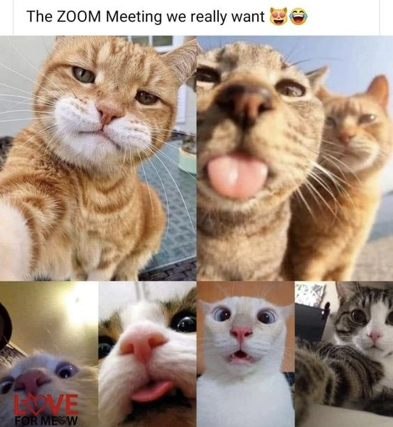 The image is a collage of seven close-up photos of different cats, each appearing to be taking a selfie. The top row shows two images: on the left, an orange tabby cat looking directly at the camera with a neutral expression; on the right, two cats with one playfully sticking its tongue out. The middle row features three images: on the left, a cat with its nose and eyes prominently close to the lens; in the center, a white cat with a surprised expression; on the right, a gray-striped cat near the camera with wide eyes. The bottom row shows two images: on the left, a cat with its tongue out and "LOVE FOR MEOW" written partially over its face; on the right are the same gray-striped cat repeated from the top row image. The overall mood is humorous. The top text reads, “The ZOOM Meeting we really want,” accompanied by cat and laughing face emojis.
Transcribed Text:
The ZOOM Meeting we really want 😹😂